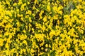 Blooming genista lydia in spring Royalty Free Stock Photo