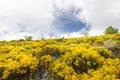 Blooming Genista plants Royalty Free Stock Photo