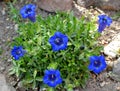 Gentian blue flower in spring