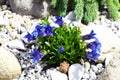 Blooming Gentiana acaulis Royalty Free Stock Photo