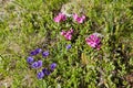 Blooming Gentiana acaulis and rhododendron Royalty Free Stock Photo