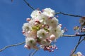 Blooming gentle white pink almond flower tree branch on blue sky background. Spring time in Keukenhof flower garden Royalty Free Stock Photo