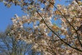 Blooming gentle white pink almond flower tree branch on blue sky background. Spring time in Keukenhof flower garden Royalty Free Stock Photo