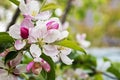 blooming gently pink flowers of a young apple tree. agriculture Royalty Free Stock Photo