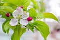 blooming gently pink flowers of a young apple tree. farm Royalty Free Stock Photo