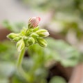 Blooming geranium