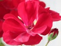 Blooming Geranium Big Red Pelargonium and flower buds. Indoor garden balcony home flower. Royalty Free Stock Photo