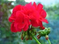 Blooming Geranium Big Red Pelargonium and flower buds. Indoor garden balcony home flower on blurred background. Royalty Free Stock Photo