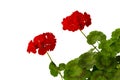 Blooming Geranium branch with red flowers