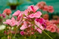 blooming geranium varios colors