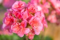 Blooming geranium varios colors