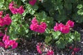 blooming geranium varios colors