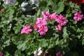 blooming geranium varios colors