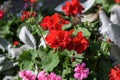 blooming geranium varios colors