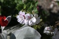 blooming geranium varios colors