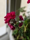 Blooming geranium on the windowsill. Close up of the blooming pink flower of geranium. Flowers in pots.