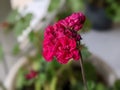 Blooming geranium on the windowsill. Close up of the blooming pink flower of geranium. Flowers in pots.