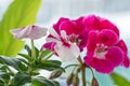 Blooming geranium on the windowsill. Close up of the blooming pink flower of geranium. Flowers in pots. Beautiful little geranium