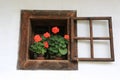 Blooming geraniums flowers in pots in a wooden window Royalty Free Stock Photo