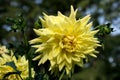 Blooming Gergina flower