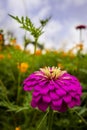 Blooming Gesang Flowers