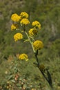 Blooming Giant fennel in Barranco del Laurel at Moya on Gran Canaria,Canary Islands,Spain