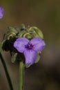 Blooming Giant Spiderwort