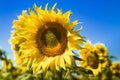 Blooming Giant Yellow Sunflowers