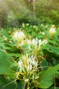 Blooming Ginger Lily flowers in a tropical forest