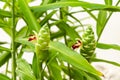 The Blooming Ginger Plant