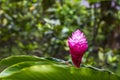 Blooming Ginger Plant