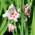 Blooming Gladiolus Nanus in the garden