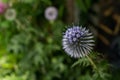 Globe Thistle in bloom Royalty Free Stock Photo