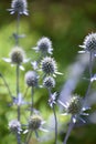 Blooming Globe Thistle Blooming and Flowering in the Summer