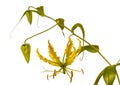 Blooming Gloriosa superba `Rothschildiana`, Gloriosa lily Royalty Free Stock Photo