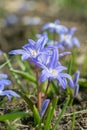 Blooming glory-of-the-snow flowers (Scilla luciliae).