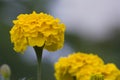 Autumn golden chrysanthemum, golden flower, chrysanthemum material