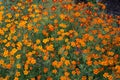 Plenty of orange tagetes blooming in flower bed