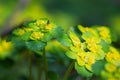 Blooming Golden Saxifrage Chrysosplenium alternifolium with soft edges. Has healing properties