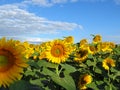 Blooming golden sunflowers against cloudy blue sky. Sunflower fields in Bulgaria. Sunflower fields in bloom. Royalty Free Stock Photo