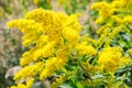 Blooming Goldenrod, Solidago flower Royalty Free Stock Photo