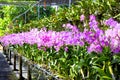 Blooming gorgeous garden of orchids in a greenhouse