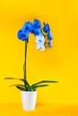 Blooming gradient blue and white potted phalaenopsis orchid on bright yellow background. Artificially Colored flower in Royalty Free Stock Photo