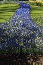 Blooming grape hyacinth field in a garden Royalty Free Stock Photo