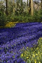 Blooming grape hyacinth field Royalty Free Stock Photo