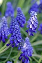 Blooming Grape hyacinth flower - Muscari botryoides - in spring season in a botanical garden