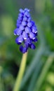 Blooming Grape hyacinth flower - Muscari botryoides - in spring season in a botanical garden
