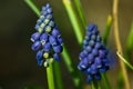 Blooming grape hyacinth flowers during early spring