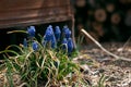 Blooming Grape Hyacinth Plant Royalty Free Stock Photo