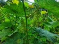 Blooming grapes